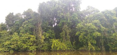 FWU - Regenwald - Trees at Amazonas - small